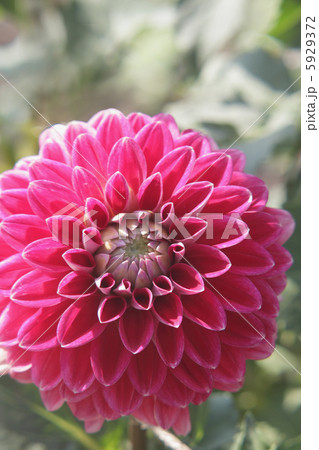 ダリア ダリア 5929372