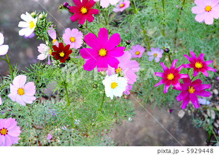 コスモス コスモス 5929448