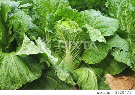 白菜の結球　畑の白菜 5929479