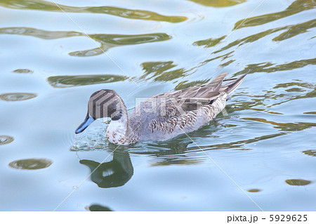 オナガガモ 5929625