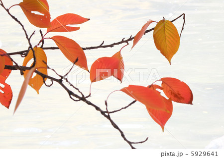 紅葉 桜の葉 紅葉 桜の葉 5929641