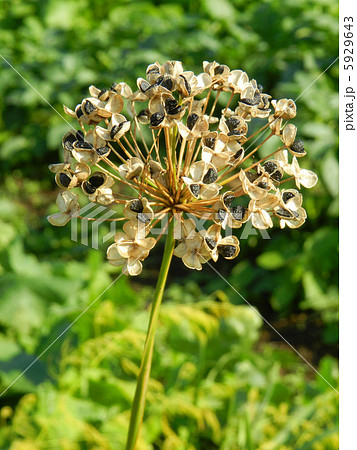 実がはじけて露出したニラの種 5929643