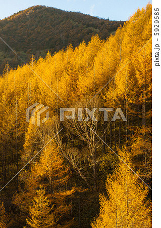 信州カラ松の紅葉 信州カラ松の紅葉 5929686