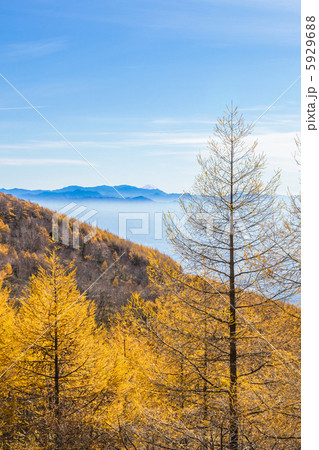 信州高峰高原からの富士山とカラ松 5929688