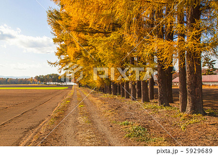 秋のカラ松の並木道 5929689
