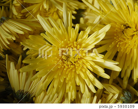 もってのほか 5930109