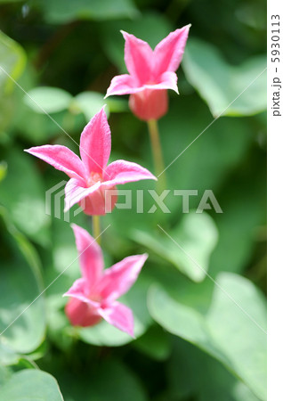 プリンセス・ダイアナ 5930113