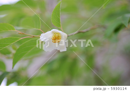 ヒメシャラ 5930114