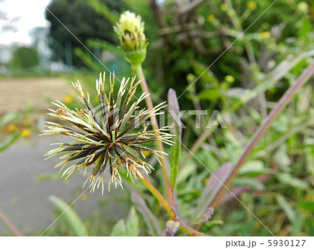コセンダングサ(小栴檀草) コセンダングサ(小栴檀草) 5930127