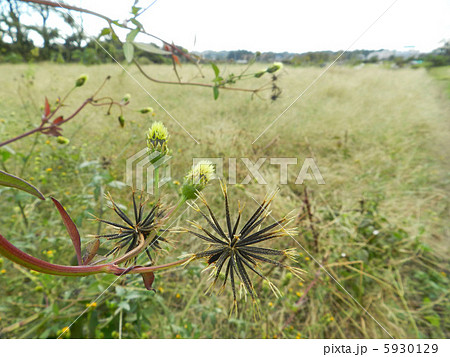コセンダングサ（小栴檀草） 5930129