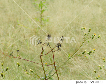 コセンダングサ（小栴檀草） 5930130