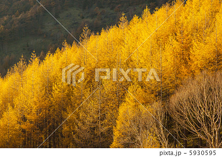 信州カラ松の紅葉 信州カラ松の紅葉 5930595