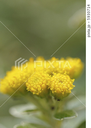 イソギク 磯菊 イソギク 磯菊 5930714