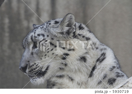 ユキヒョウ 5930719