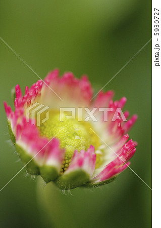 ひな菊　ヒナギク 5930727