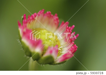 ひな菊 ヒナギク ひな菊 ヒナギク 5930728