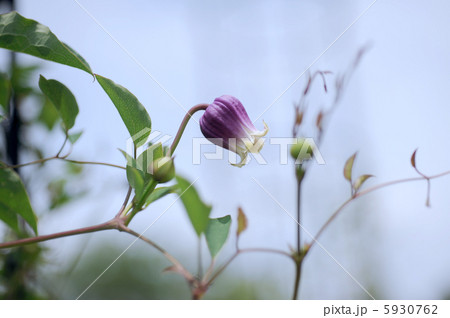 クレマチス 浮船 クレマチス 浮船 5930762