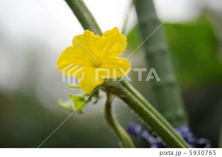 キューリの花 キューリの花 5930765