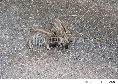 イノシシの赤ちゃん（ウリ坊） 5931086