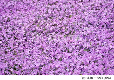 芝桜　咲きそろいました。　見事です。 5931698