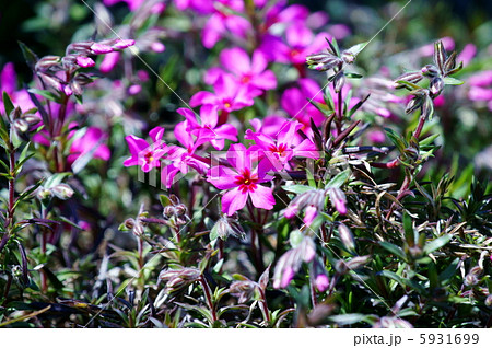 芝桜 濃い色の種類です の写真素材