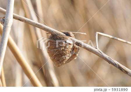 カマキリの卵 カマキリの卵 5931890