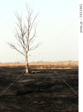 dry tree in burnt steppe 5931962
