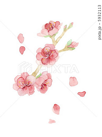 桃の花 おしべ有りのイラスト素材 桃の花 おしべ有りのイラスト素材