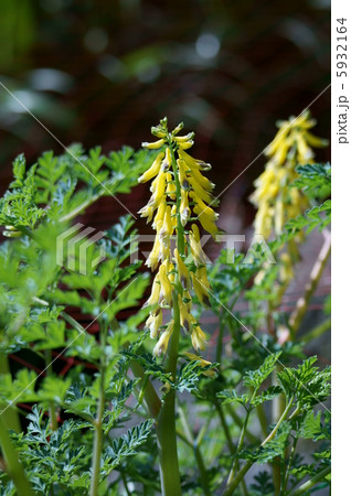 黄華鬘 キケマンと申します。 水辺が大好きです。 黄華鬘 キケマンと申します。 水辺が大好きです。 5932164