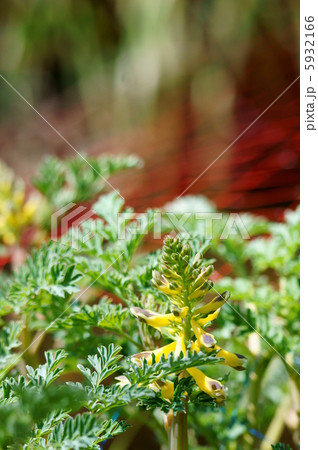 黄華鬘 キケマンと申します。 水辺が大好きです。 黄華鬘 キケマンと申します。 水辺が大好きです。 5932166