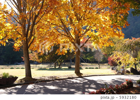 野鳥の森　紅葉 5932180