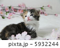 子猫 5932244