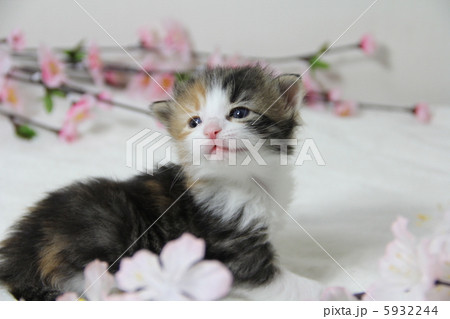 子猫 5932244