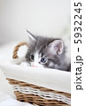 子猫 5932245