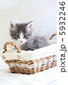 子猫 5932246