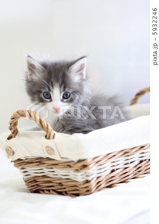 子猫 5932246