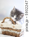 子猫 5932247