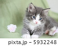 子猫 5932248