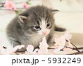 子猫 5932249