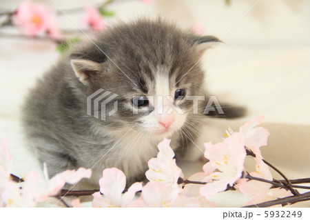 子猫 5932249