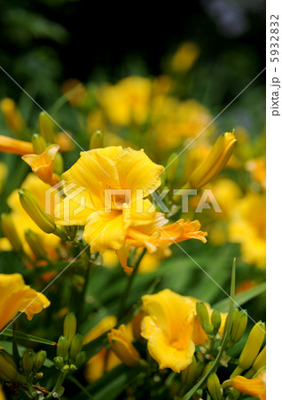 ヤブカンゾウ 5932832