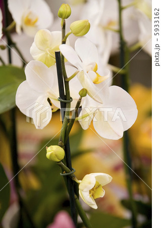 Beautiful white orchids flowers 5933162