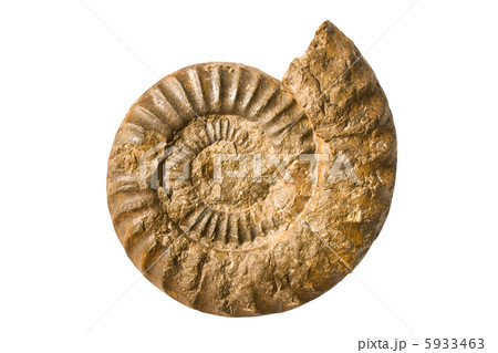 Pirytized seashell isolated on white 5933463