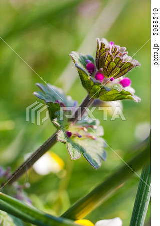 Cardamine wild flower Cardamine wild flower 5933549