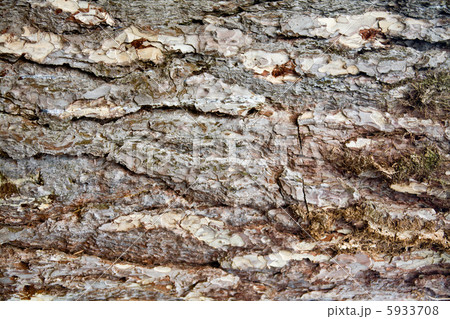 Patch of aged tree bark Patch of aged tree bark 5933708