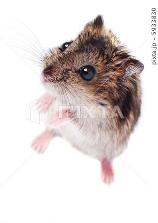 Cute little hamster isolated on white 5933830
