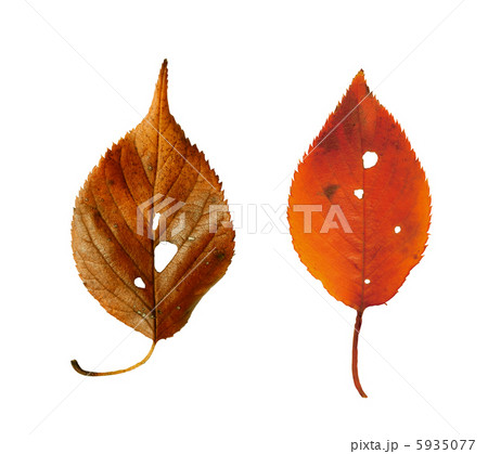落ち葉 落ち葉 5935077