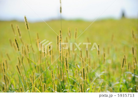 ネコジャラシ 5935713