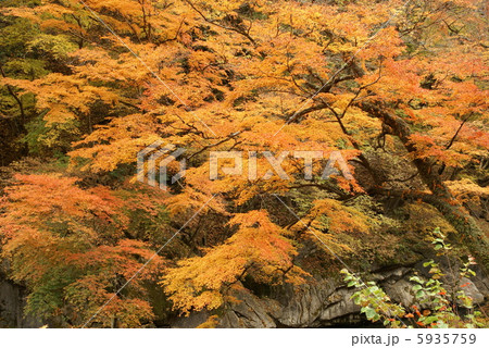 紅葉 「 埼玉県大滝村・中津峡 」 2012 紅葉 「 埼玉県大滝村・中津峡 」 2012 5935759