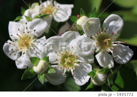 サンザシの花 5935772